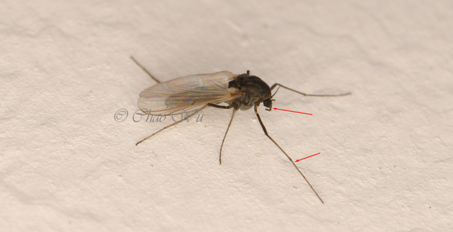 北京雪地惊现蚊子爬行，蚊子出现抗寒性了？