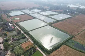 去乡村“捞虾”！枝江市本地养殖基围虾丰产上市图片