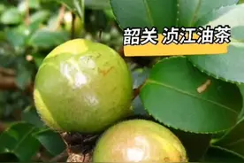 立冬“食”全大补，解锁广东风物养生吃法图片