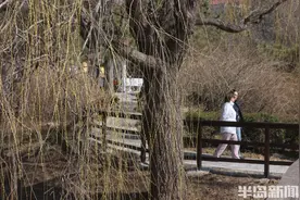 春风拂面，柳树发芽图片