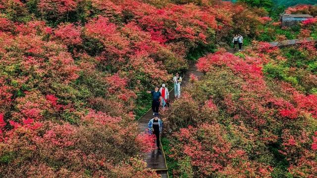 官宣！浏阳这万亩花海即将盛放，邀你来赏