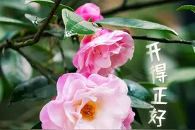 免费！半价！图片