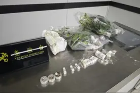 奶粉罐里是面粉，面粉里面有蚂蚁,罗湖海关查获非法入境外来物种图片