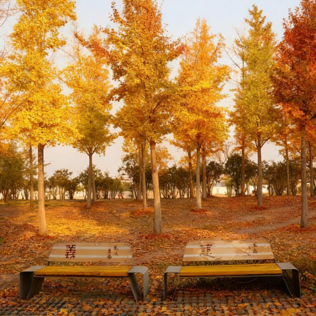 生态科技新城冬日色彩：满城尽染“银杏黄”