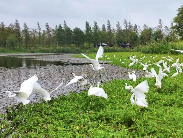 上海工会会员服务日来啦！第一波上线：光明田原与瑞华果园最佳草莓采摘季！免门票、85折！
