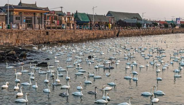 荣成：天鹅村畔天鹅舞