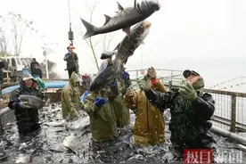 29999元！襄阳迴龙河水库鱼开捕，重庆商人高价拿下26.7斤“鱼王”图片