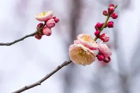 赏花好去处！郑州多个公园将举办花展！图片