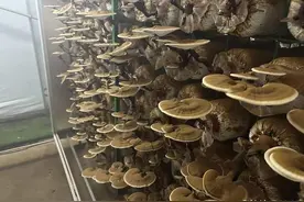 野生灵芝不一定营养高，如何选择备受关注图片