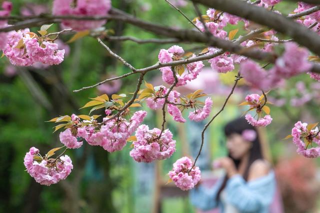 春日里的中国｜漫山樱花如云霞 山乡美景助共富