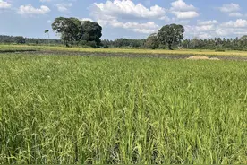 【特写】中国种子闯非洲图片