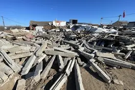 一群平凡小狗的“大任务”图片