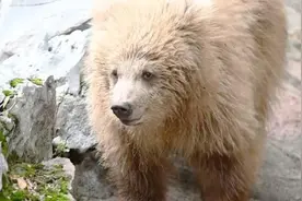 一只“熊孩子”，成为沪上“西郊顶流”图片