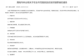 新闻多一度丨“野猪猎人”要来了？猎捕野猪有多难？图片