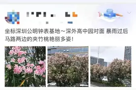这些花在广东的路边很常见，有毒、别碰图片