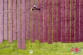 广东阳江：衣袂飘飘香云纱 技工晾晒非遗面料图片