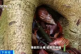 雨后出现的“巨型蜗牛”别碰！接触后或致头痛、昏迷图片