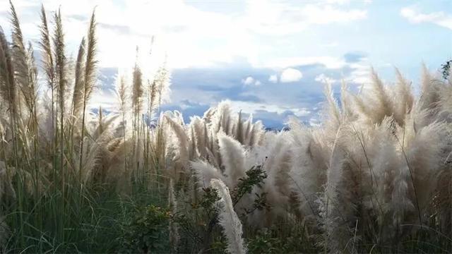 楚雄秋日告白：花基础，花海不基础