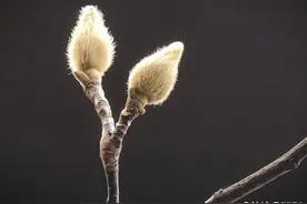 玉兰花苞蠢蠢欲动，孕育生机喜迎新春图片