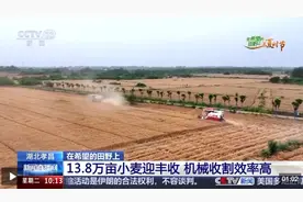 三夏时节迎丰收 小麦、稻虾、西瓜解锁农田增收“密码”图片