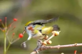 五龙潭拍鸟——红肋绣眼鸟图片