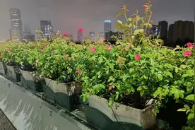 共赴亚运浪漫之约 杭州高架月季9月20日陆续开放图片