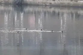 一群“鸡”在河里游泳！原来是保护动物成群“安家”图片