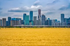 火遍全网的“麦田CBD”已收割，马上种高粱，任贤齐曾来打卡图片