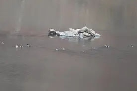 竹山县发现国家二级保护动物绿头鸭图片