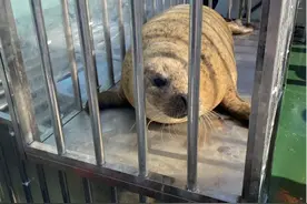 回家啦！23只被盗猎的“海上大熊猫”在大连放归大海图片