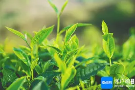 琼中依托独特资源禀赋，精心打磨名优茶产品图片