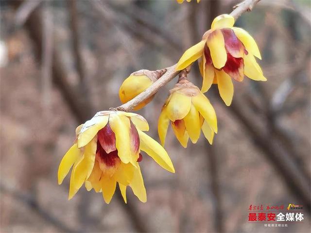 泰山红门醉心园蜡梅惊艳初绽