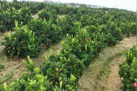 宜章：“脐橙之乡”香满园图片