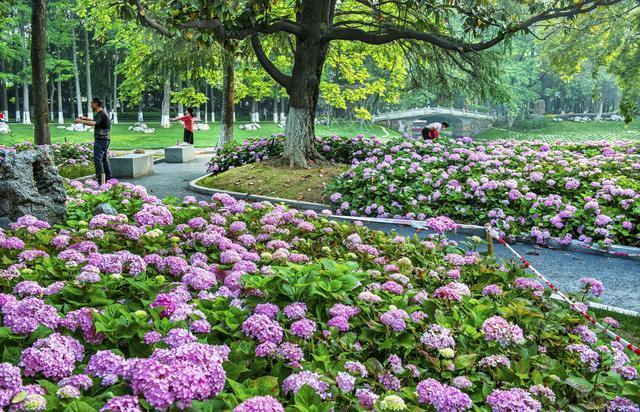 樱花之后，武汉多种春花接档，武汉公园绣出“开不尽”的春之卷