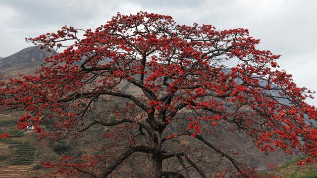 木棉花开 又到一年禄劝乌蒙赏花季