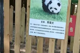 北青快评 | 动物园上新“熊猫犬”，不值得提倡的“阳谋”图片