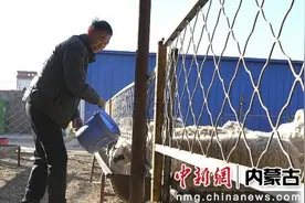 孪井滩生态移民示范区：发展庭院养殖 让乡村振兴“畜”势勃发图片