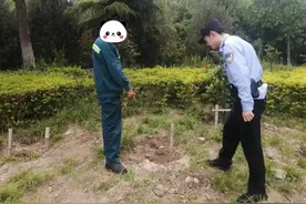 泰安两男子偷拔绿化带月季花回家栽！警方：拘留！图片