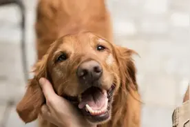 爱尔兰一男子被宠物狗舔后浑身发冷、脸色发紫，感染败血症身亡图片