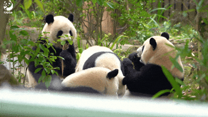 看大熊猫+逛城厢村糖会，这条「萌甜双buff路线」，快收藏！