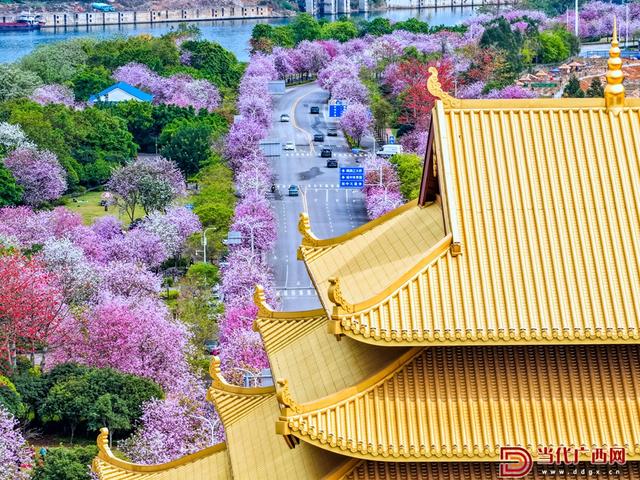 图集｜柳州：满城紫荆醉春风