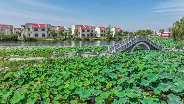 来宿城，打卡我“荷”你的浪漫