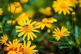 阳光躲躲藏藏，未来三天广州气温小幅波动图片