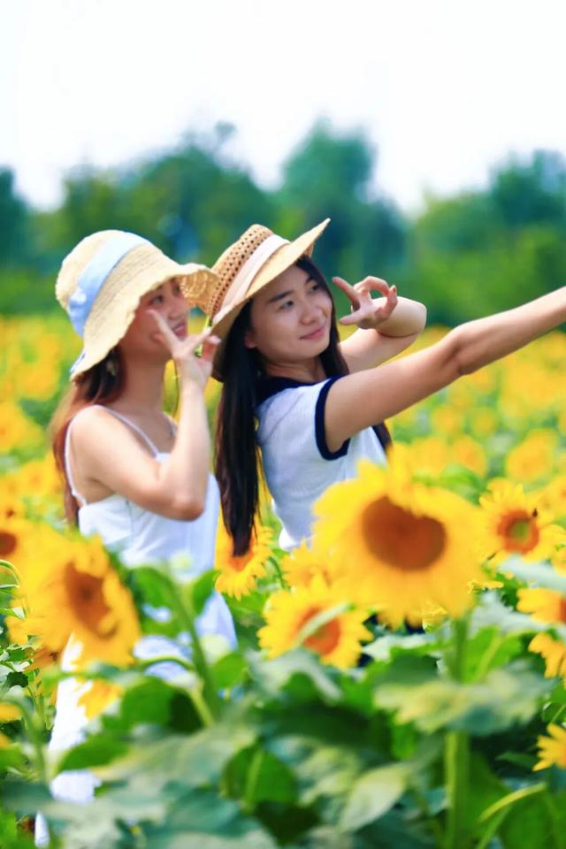 本周宜赏花！大兴百亩向日葵盛放，解锁一周好心情