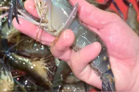 “太湖一号”大虾苏州抢鲜上市，每公斤190元图片