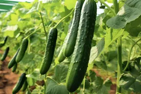 凉拌黄瓜，别直接放醋和生抽！教你正确做法，保准黄瓜香脆入味图片