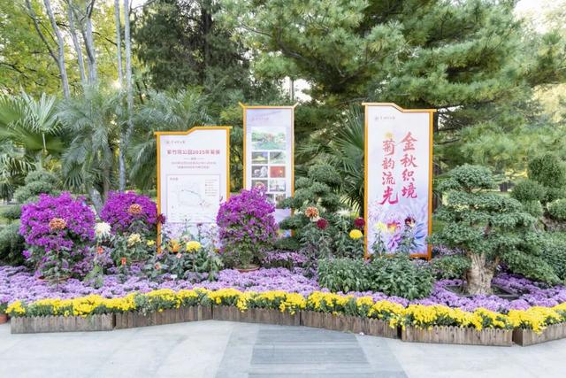 今日开幕！6000余盆菊花绽放，就在海淀这个公园——