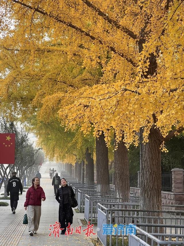 一年四季 泉在济南丨英雄山银杏大道披“金装”