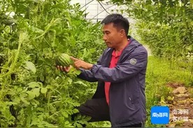 从亩年产值1.5万元到2.8万元 万宁“空中+地面”立体农业刷新土地“含金量”图片