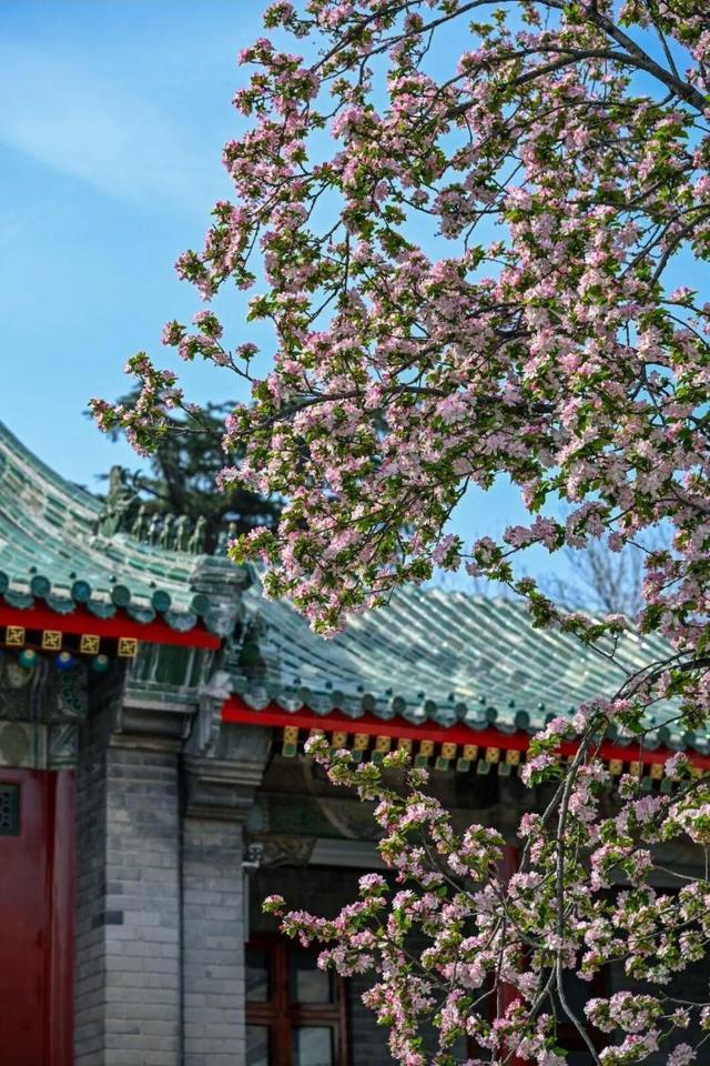 济南免费赏春新顶流来了！当海棠遇上中式建筑，超美超出片！